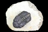 Bargain, Austerops Trilobite - Visible Eye Facets #162331-2